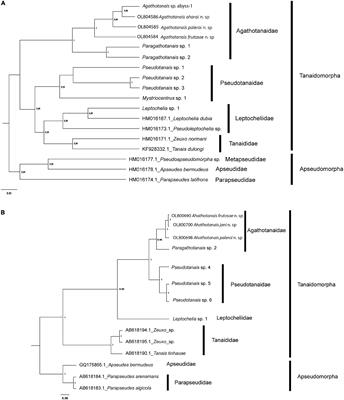 Diversity of Pacific Agathotanais (Peracarida: Tanaidacea)